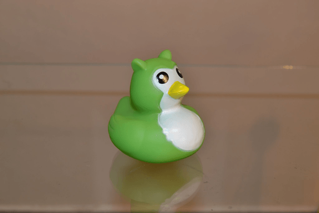 Canard oiseau