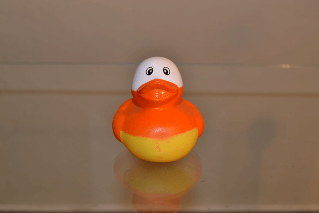 Canard masqué