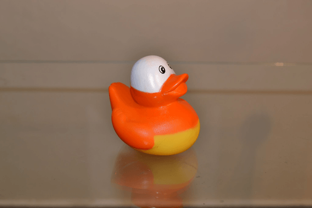 Canard masqué