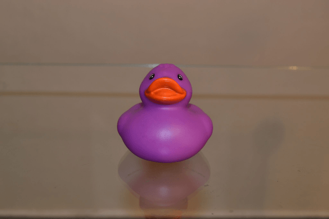 Canard de couleur