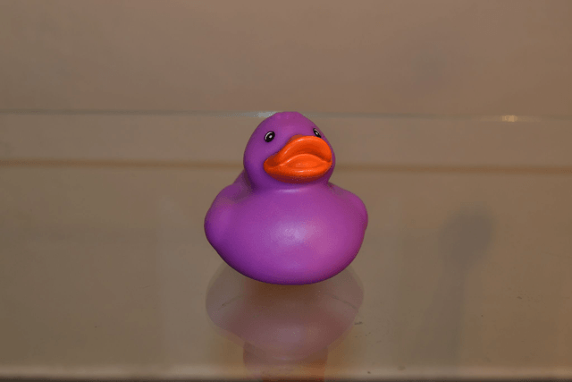 Canard de couleur