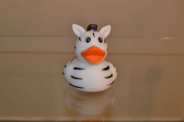 Canard zebre