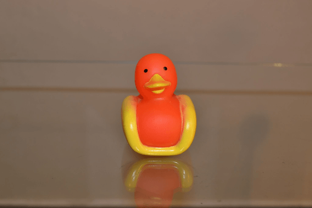 Canard bateau