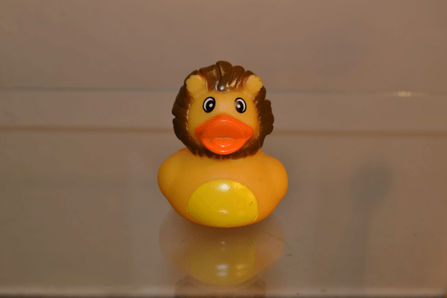 Canard lion