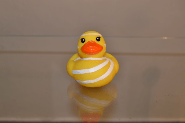 Canard à bandes blanche