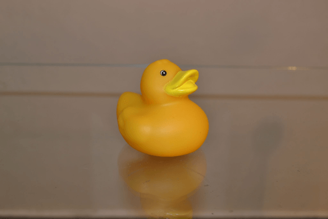 Canard bec jaune
