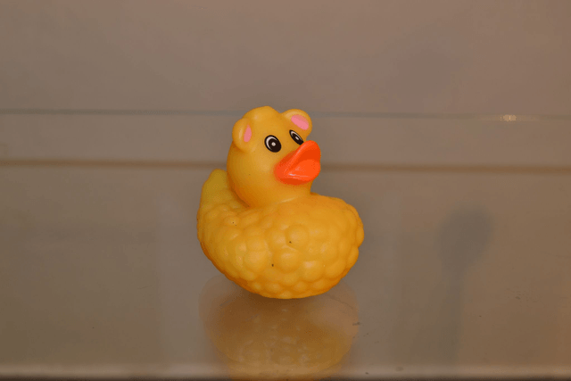 Canard mouton coloré