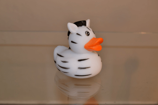 Canard zebre