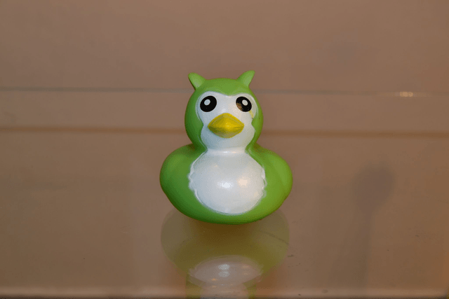 Canard oiseau