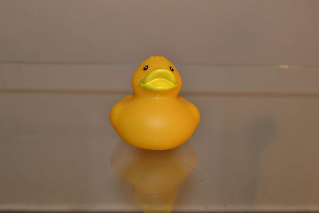 Canard bec jaune