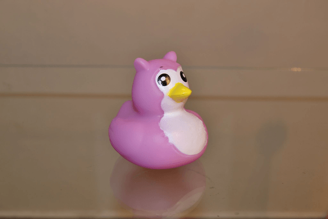 Canard oiseau