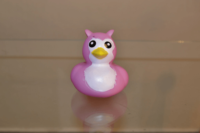 Canard oiseau
