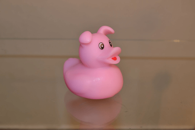 Canard chien