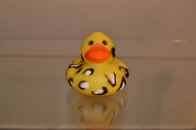 Canard leopard