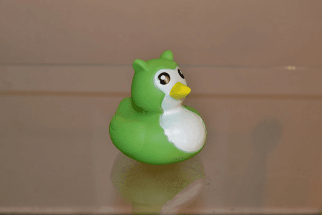 Canard oiseau