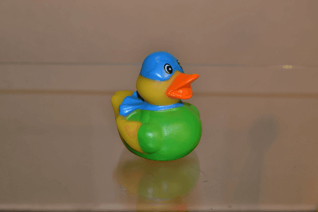 Canard masqué