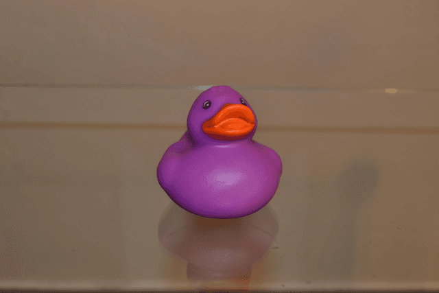 Canard de couleur