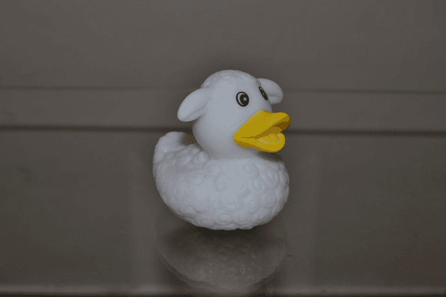 Canard mouton