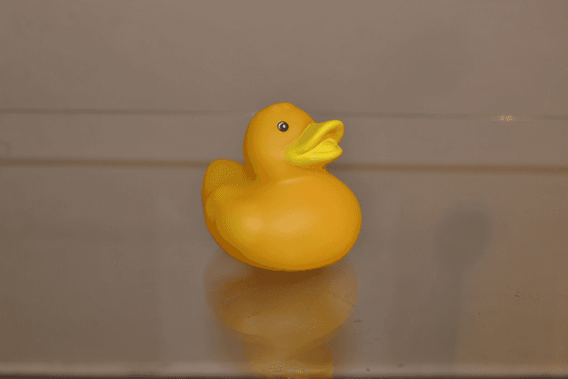 Canard bec jaune