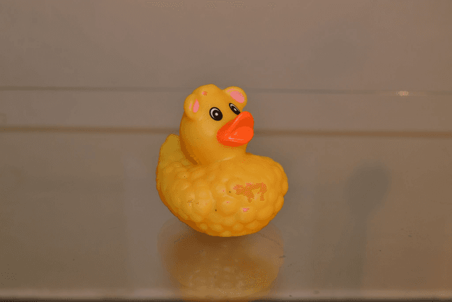 Canard mouton coloré