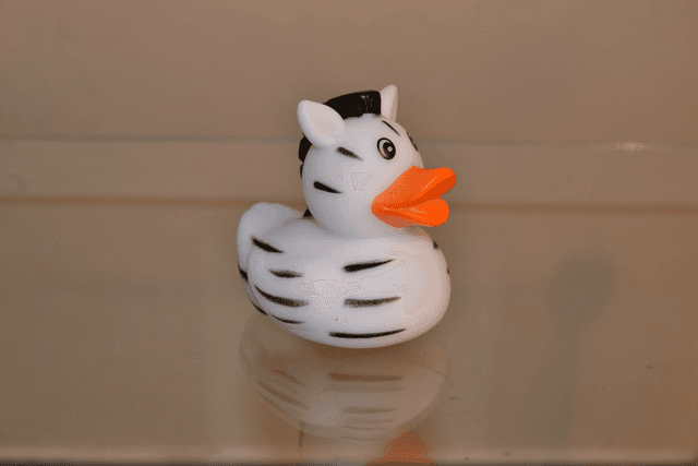 Canard zebre